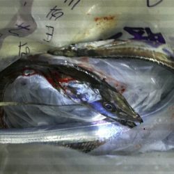 太刀魚一回り成長