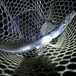 鯖の後は太刀魚