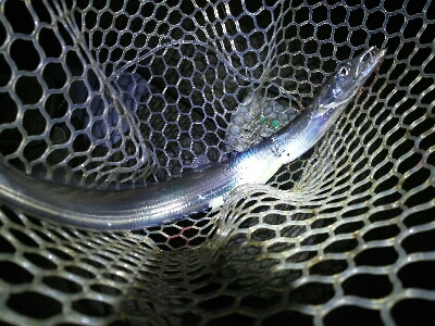 鯖の後は太刀魚