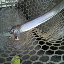 太刀魚はどこ？