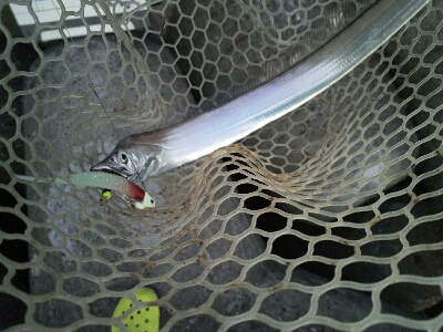 太刀魚はどこ？