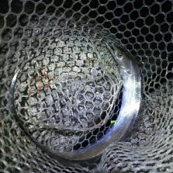 時合い長く10匹