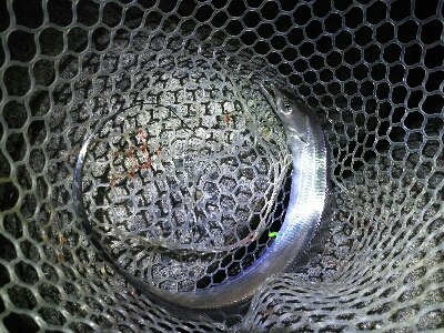 時合い長く10匹