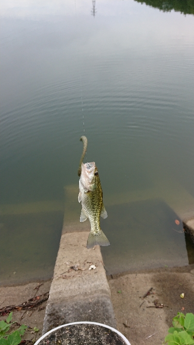 リザーバー釣行