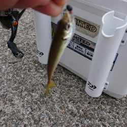 ULSJ&アジング&エギング