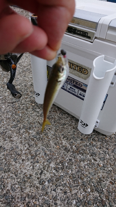 ULSJ&アジング&エギング