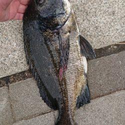 コスモで落とし込み