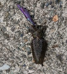 エギングでアオリイカ