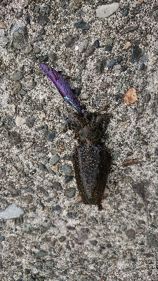 エギングでアオリイカ