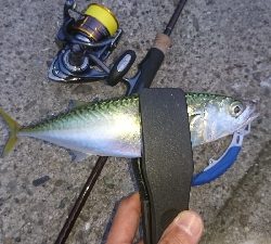 初タチウオ ワインド