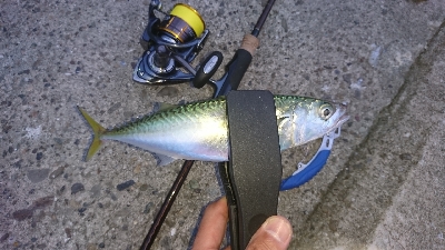 初タチウオ ワインド