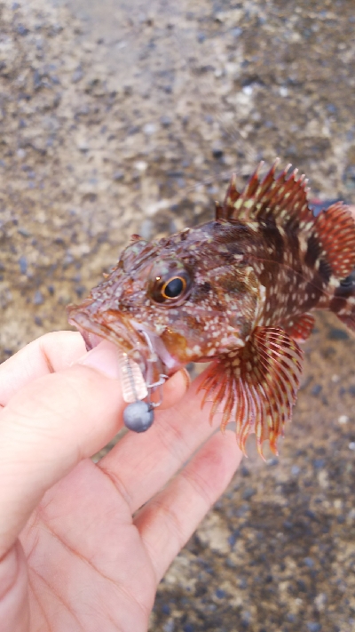 ボートがダメなら沖堤防！