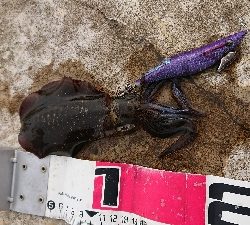 直江津ハッピーでエギング