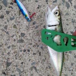 復活のアラバマン!