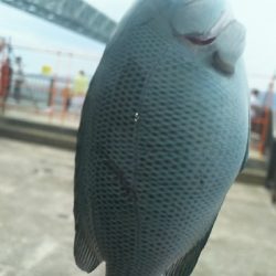 カワハギ食用サイズ