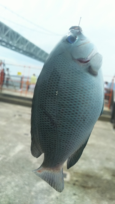 カワハギ食用サイズ