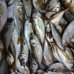 台風あとのアジング修行