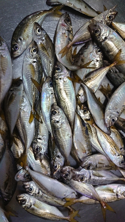 台風あとのアジング修行