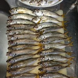 台風前にアジング修行