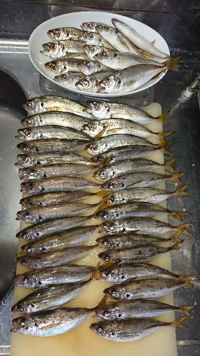 台風前にアジング修行