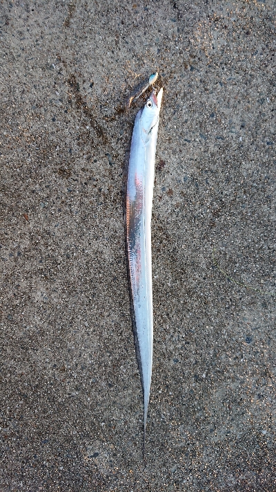 台風後の神戸沖堤防