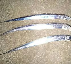 エギング&ワインド