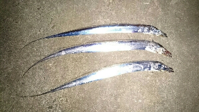 エギング&ワインド