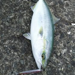 ショアジギング