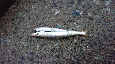 まさかの爆釣？