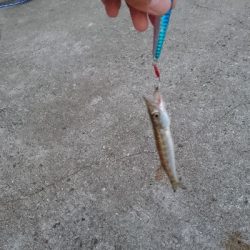 タチウオ・ハタ