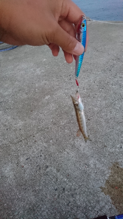 タチウオ・ハタ