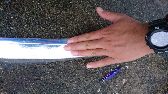 セイゴ・タチウオ