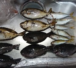 アジング&エサ釣り