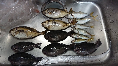 アジング&エサ釣り