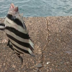 新港にかぎって…