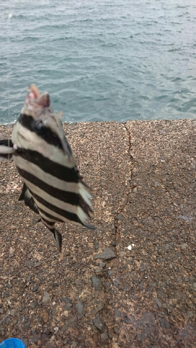 新港にかぎって…