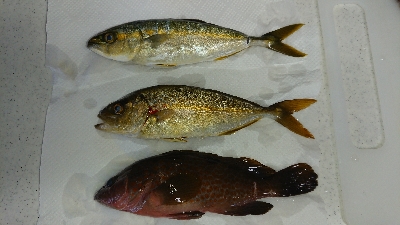 エギング byイカ臭い男達