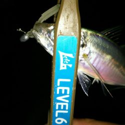 豆アジングでええメバル