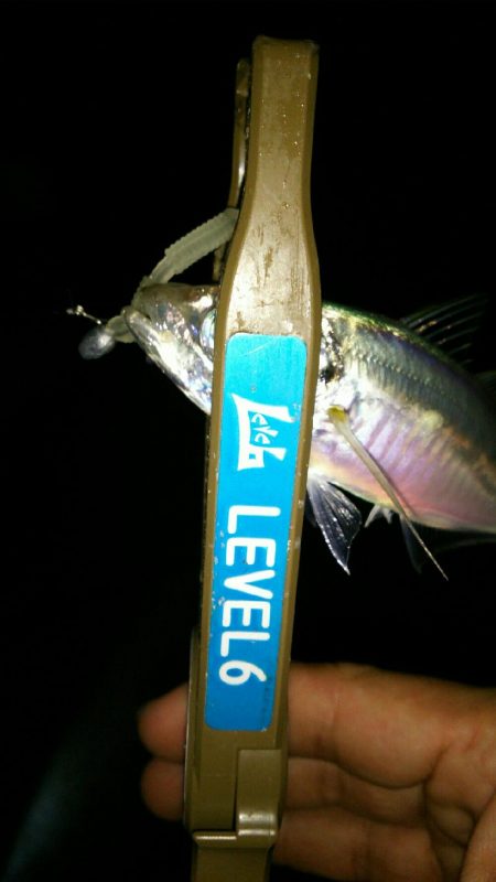 豆アジングでええメバル