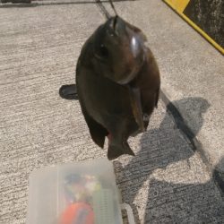 那珂湊遠征 サビキで五目釣り