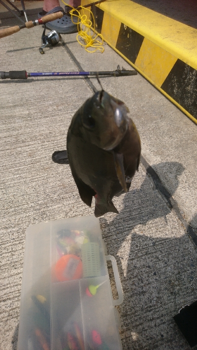 那珂湊遠征 サビキで五目釣り