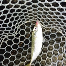 デカあじはどこに！