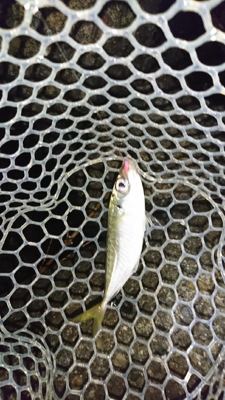 デカあじはどこに！