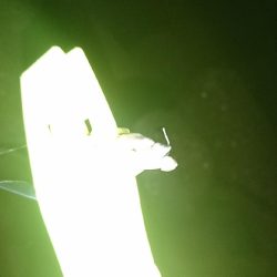 デカあじ釣れず