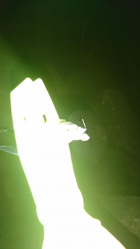 デカあじ釣れず