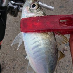 何とか5本釣れました(￣ω￣;)