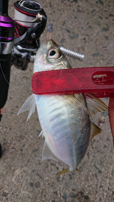 何とか5本釣れました(￣ω￣;)