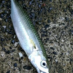 貴重なジアイ中に