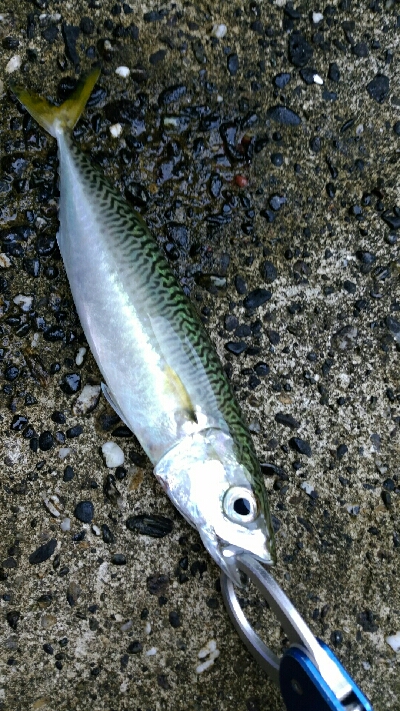 貴重なジアイ中に