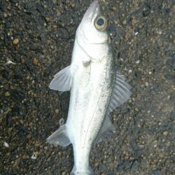 久しぶりの投稿です